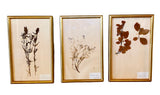 Gold framed botanicals from France