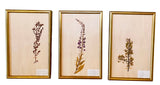 Gold framed botanicals from France