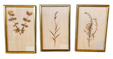Gold framed botanicals from France