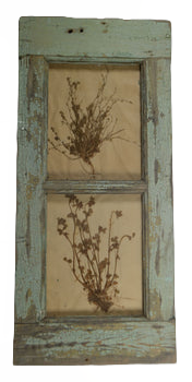 Herbiers Framed in Antique Window Frame