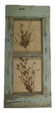 Herbiers Framed in Antique Window Frame