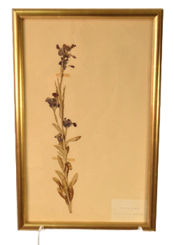 Framed Herbier Compiled By DEYROLLES, PARIS