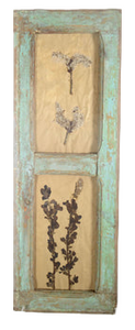 Herbiers Framed in Antique Window Frames